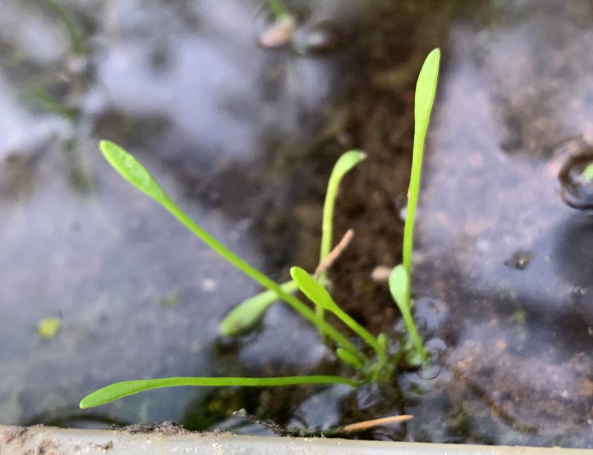 Welsh Mudwort Limosella australis grown from strandline fragments at Pwllheli harbour a few weeks back. Unlike Mudwort L. aquatica (last pic also cultivated) australis has undifferentiated petiole/leaf &amp; surprisingly strongly freesia-scented white flowers #Wildflowerhour