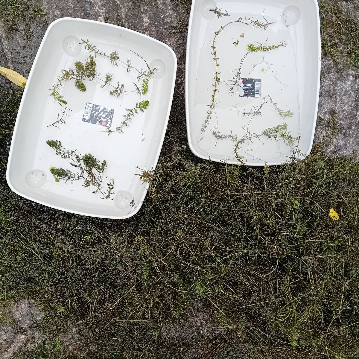 A fantastic day looking at #aquaticplants with expert Nick Stewart at #LoughNeagh in Northern Ireland. Masses of the invasive Nuttall's pondweed Elodea nutallii, concealing four duckweeds (Lemna spp.), rigid hornwort (Ceratophyllum demersum) and plenty of other aquatic goodies!
