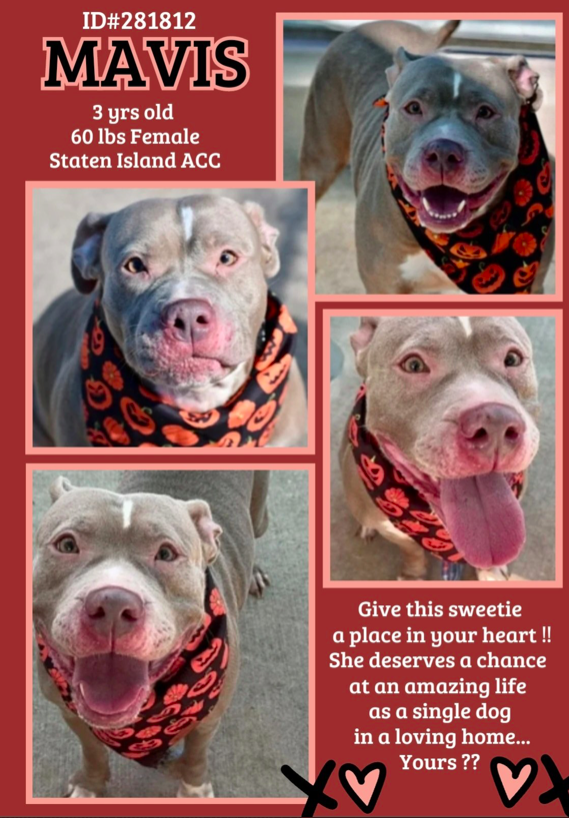 zjnov22's tweet photo. 🌸Mavis💖 🐕 #StatenIsland ACC🚨 #NYC
💔#foster #fosteringsaveslives #adopt🎀🌸💮
#rescue🦋 #Pibble💜 Mavis’ volunteer friends refer to
her as “bright eyes”🤗🌠 Please adopt sweet Mavis if
you can❤️🩹 🚨New Intake ✨ID #211812🌟 #NewYork https://t.co/P0jxnxHUa5