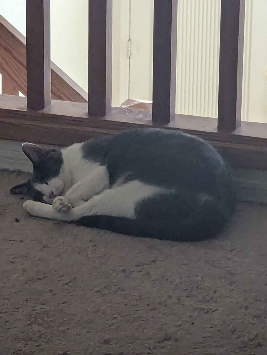why the fucks my cat doing this
whats up with him
whys he turkey leg