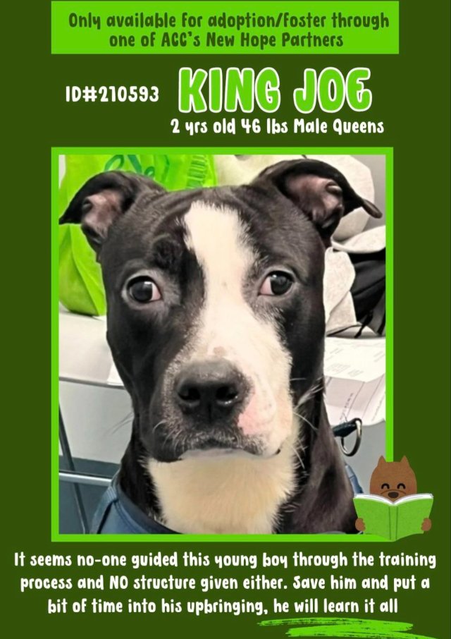 NMBewitched's tweet photo. King Joe๐ฏ
#NYCACC #210593
https://t.co/pyIFlsvtBe
#FosterMe #RescueMe
#PitbullAwarenessMonth
#BoroughBred
King Joe will be Kill Listed
There is nothing wrong in being an only pet
King Joe is very social with proper intros
Playful & adorable treat chomper
#Pledge4Rescue https://t.co/hzoCfd2SbL