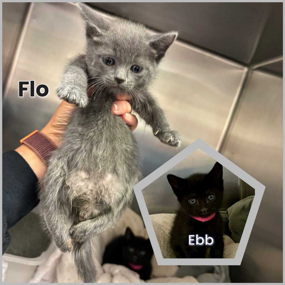 ❤️ PlLEDGES FOR RESCUE NEEDED ❤️ 
This is Ebb and Flo 🐾 They are safe but pledges are desperately needed! 
▶️ Little Flo (gray girl) has serious injuries or a birth defect and cannot use her back legs. 
▶️She is a bit of a medical mystery and may need m… ift.tt/OUbfuV7