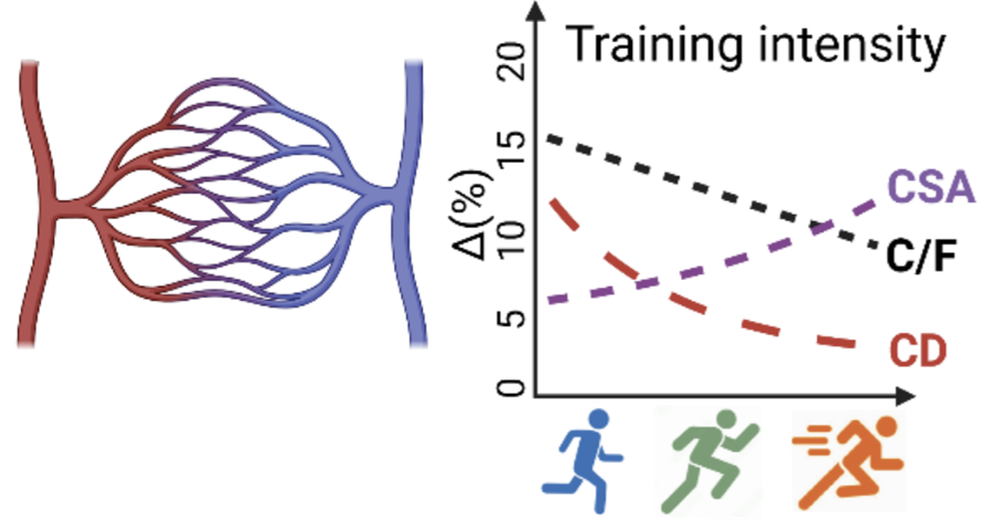 Is training volume really the most important variable for maximizing capillary adaptations?​

Here is a breakdown from our meta-regression of 425 studies of how ET, HIT, and SIT affect capillarisation and why training volume becomes more important the fitter you get 🧵
