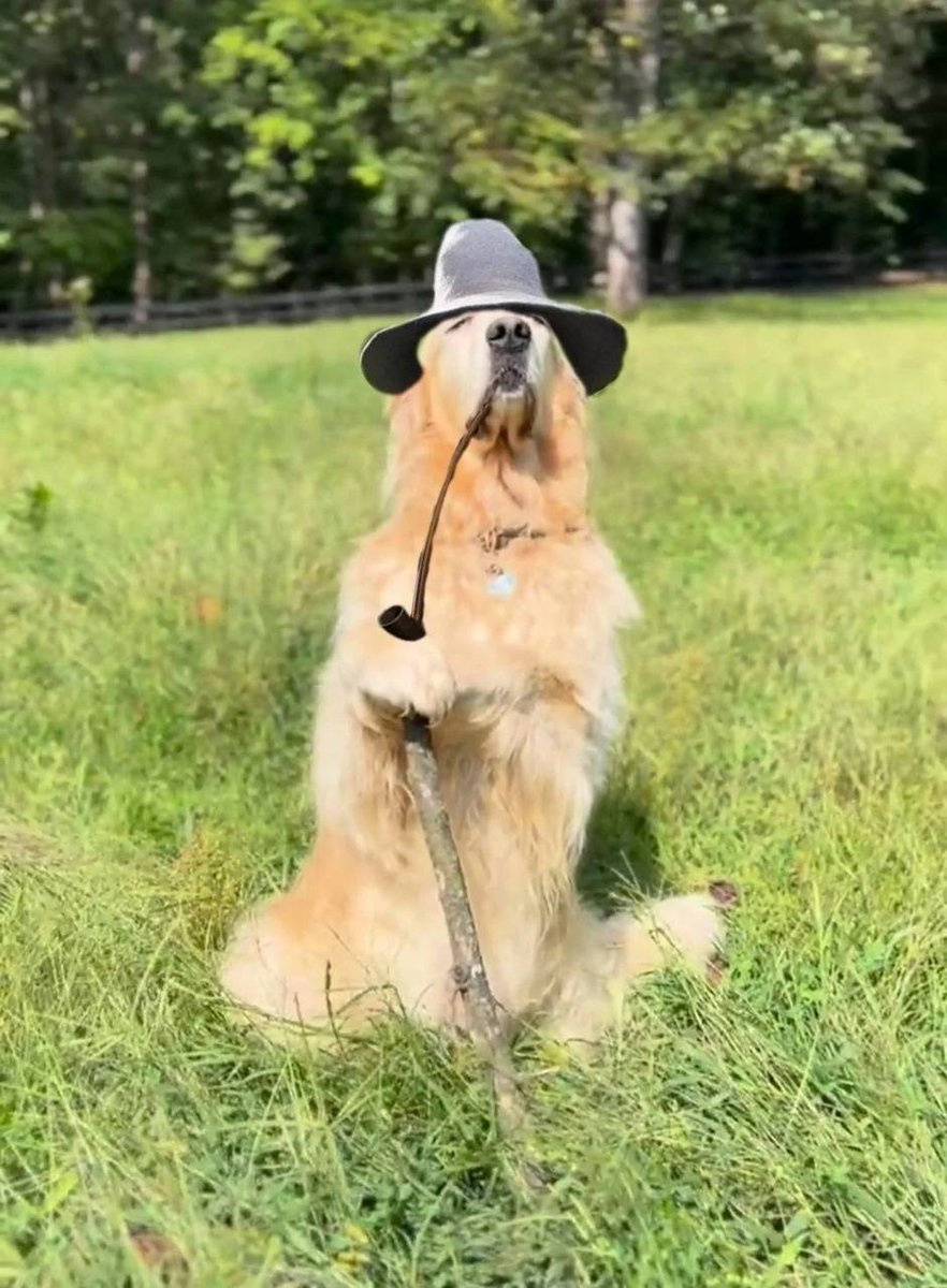 GandalfGolden's tweet image. gm.

"do you wish me a good morning, or mean that it is a good morning whether I want it or not; or that you feel good this morning; or that it is a morning to be good on?"