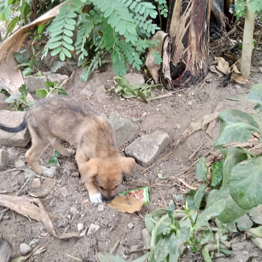 We are running out of food please consider donating something to feed the animals