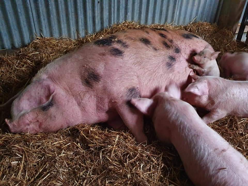 Kim Rathbone tweet media