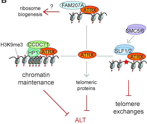 Asilomar Chromatin (@asilomarchroma) on Twitter photo Can’t miss “#Histone Protein Interactions in Health & Disease” presented by keynote speaker Eric I Campos <a href="/MoGen_Grad/">Department of Molecular Genetics, U of T</a> <a href="/UofT/">University of Toronto</a> <a href="/SickKidsNews/">The Hospital for Sick Children (SickKids)</a> @ the 2024 #AsilomarChromatin Conference Dec 12-15! Register now! Abstracts due Oct 15 #epigenetics #chromatin asilomarchromatin.com Can’t miss “#Histone Protein Interactions in Health & Disease” presented by keynote speaker Eric I Campos <a href="/MoGen_Grad/">Department of Molecular Genetics, U of T</a> <a href="/UofT/">University of Toronto</a> <a href="/SickKidsNews/">The Hospital for Sick Children (SickKids)</a> @ the 2024 #AsilomarChromatin Conference Dec 12-15! Register now! Abstracts due Oct 15 #epigenetics #chromatin asilomarchromatin.com