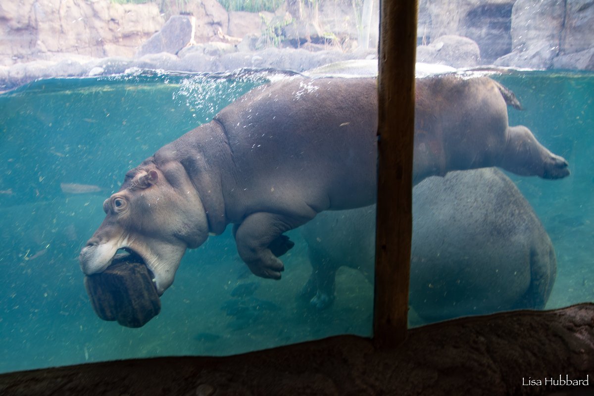 It's always play time for Fritz! 💦