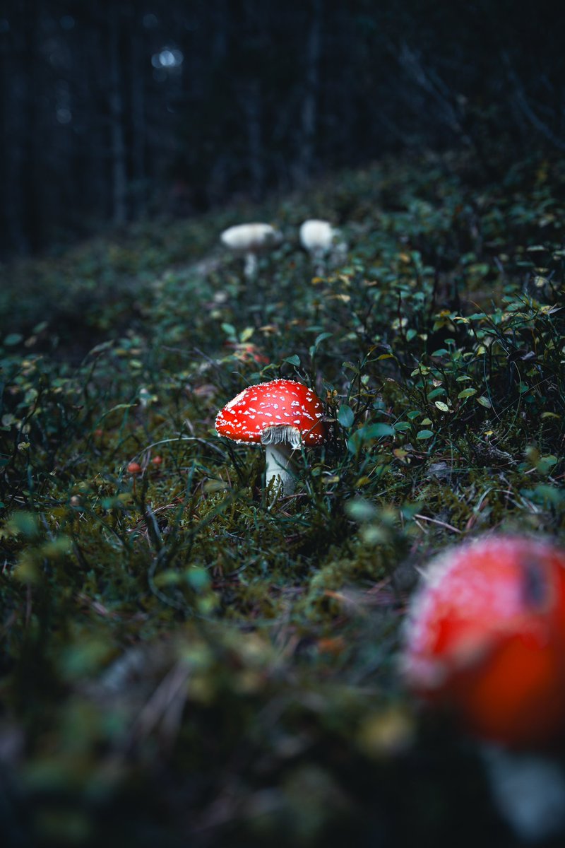 adrianguezz's tweet photo. fungi season🍄🥰 https://t.co/ZbIMaaVVvA