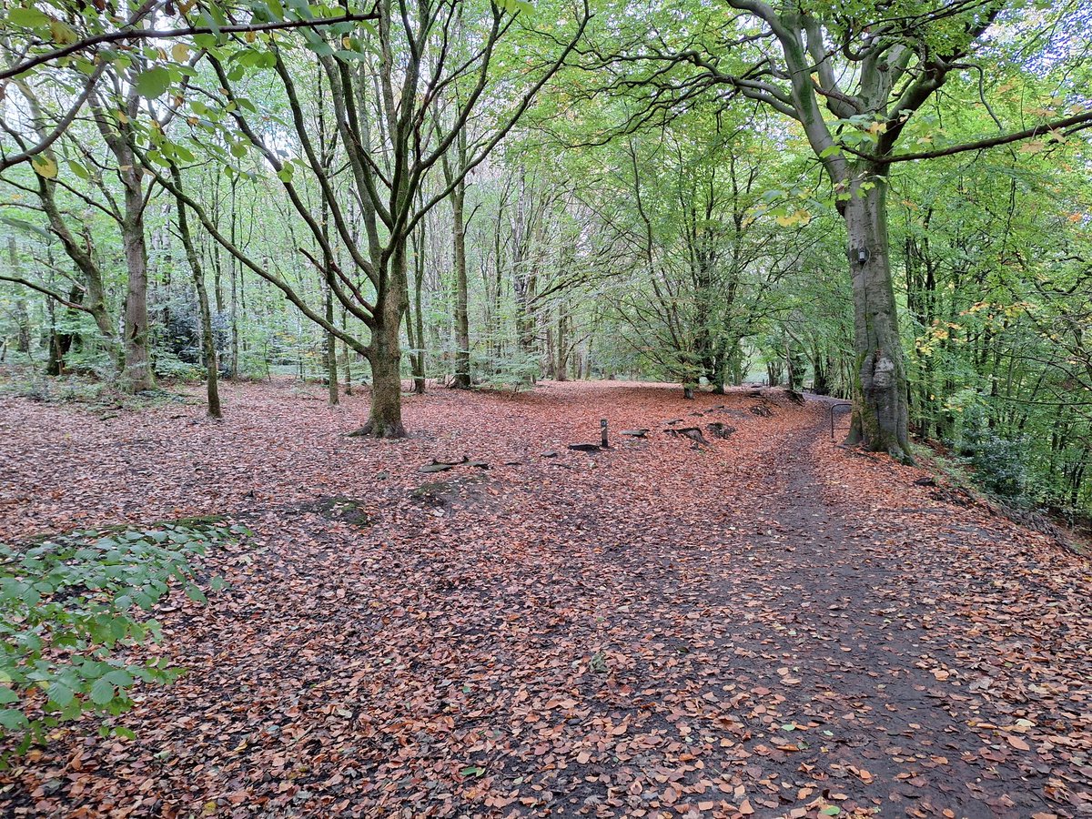 A carpet of copper leaves in the woods this morning.
#BlessedNorthernDay 
#nature