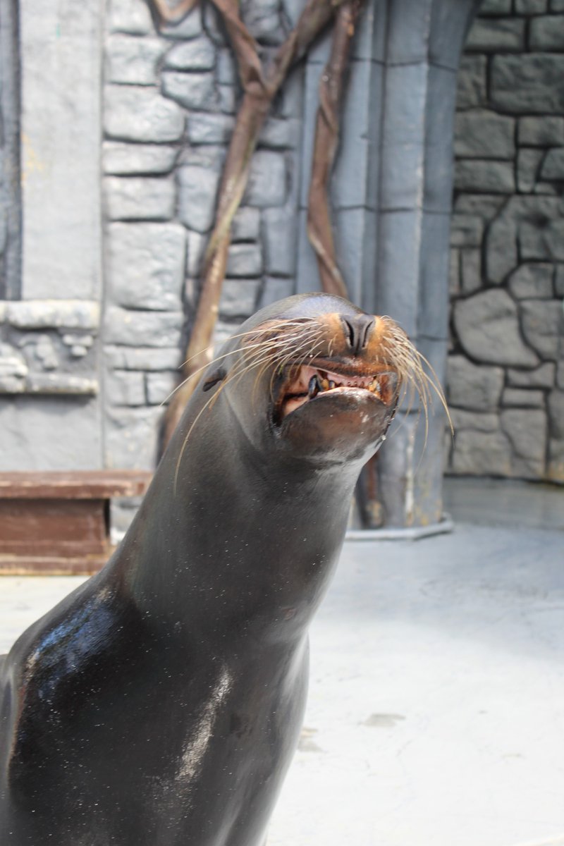 Dolphin Discovery tweet media