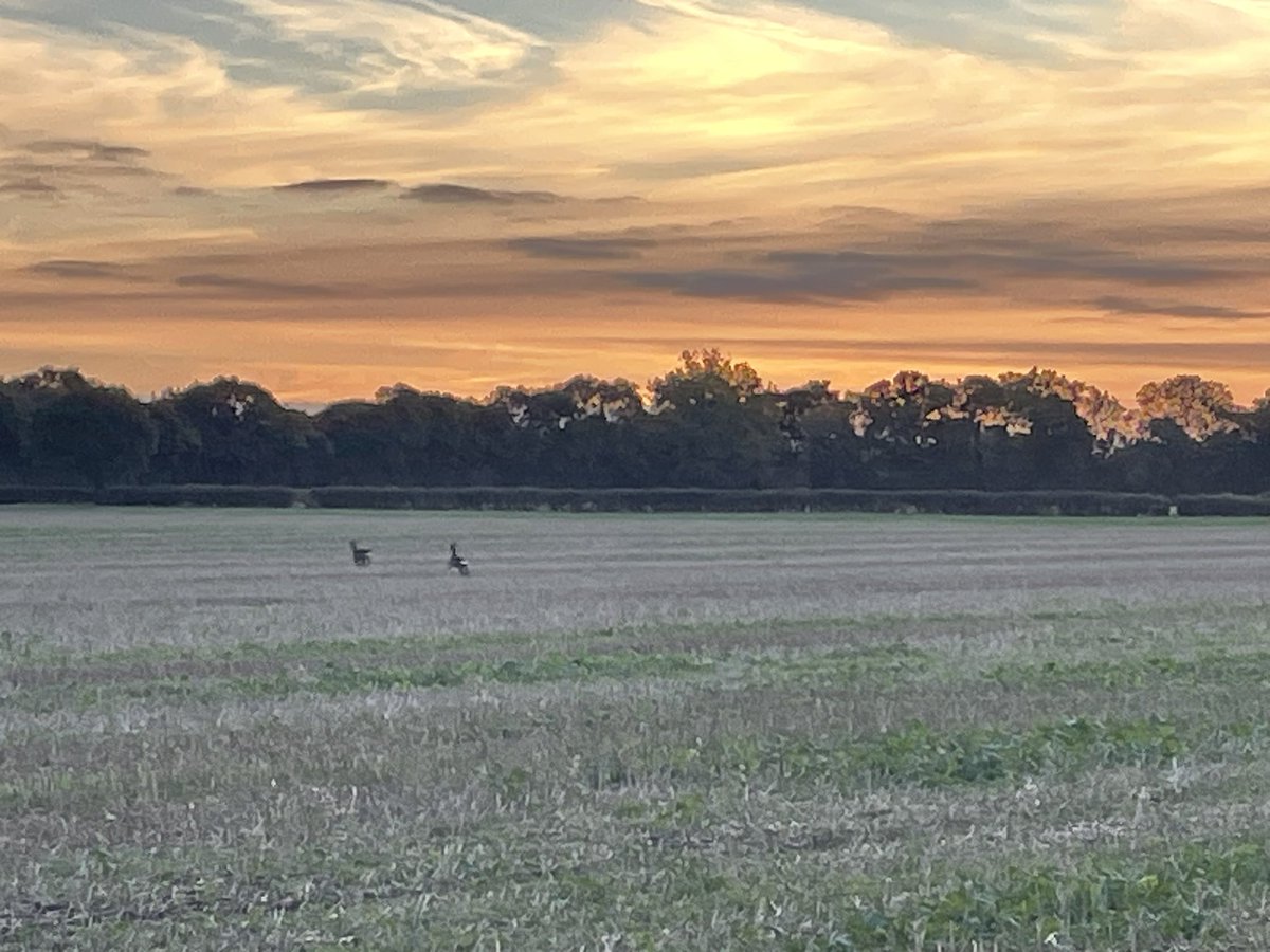 Fantastic Norfolk sky this morning, Roe keeping watch #norfolk