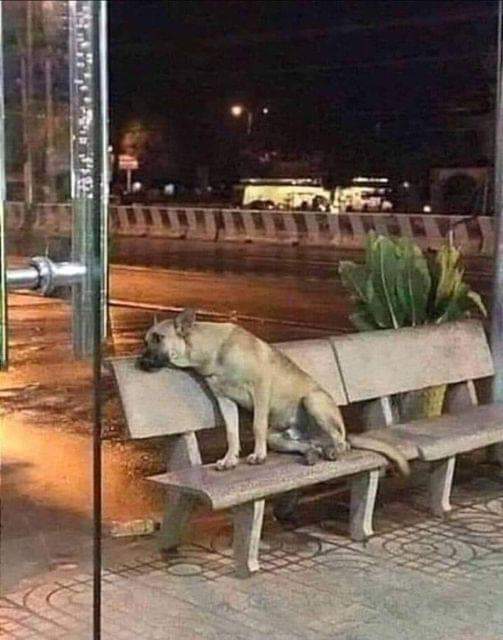 The photographer noticed a dog sitting sadly in front of the hospital.

This caught my attention and I went to a member of the hospital security to ask him why the dog was sitting that way.

He told me that this dog belonged to one of the hospital employees and that he came and