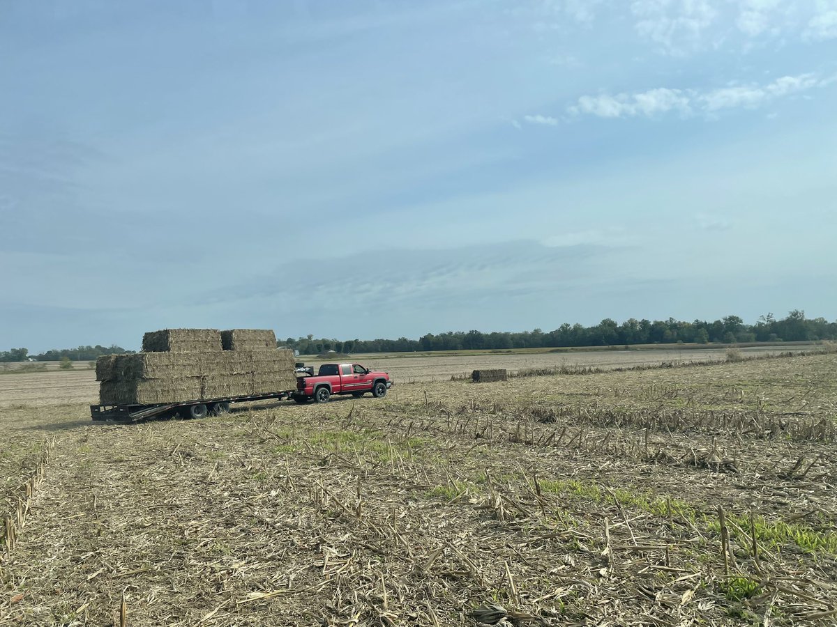 WatercutterFarm's tweet photo. First time baling cork stalks for bedding. Got to keep those steers clean! #FarmLife https://t.co/YGdmXJHxu4