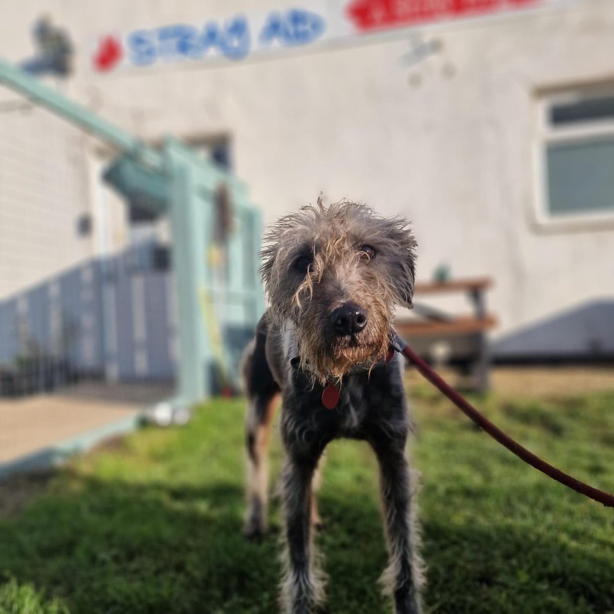 Penny, 7 years old, Female, Lurcher
I am a fairly quiet and laid back but still very affectionate and friendly. I walk well on the lead and love getting attention off you. I could possibly live with other dogs and children. For more info please call 0300 999 4247