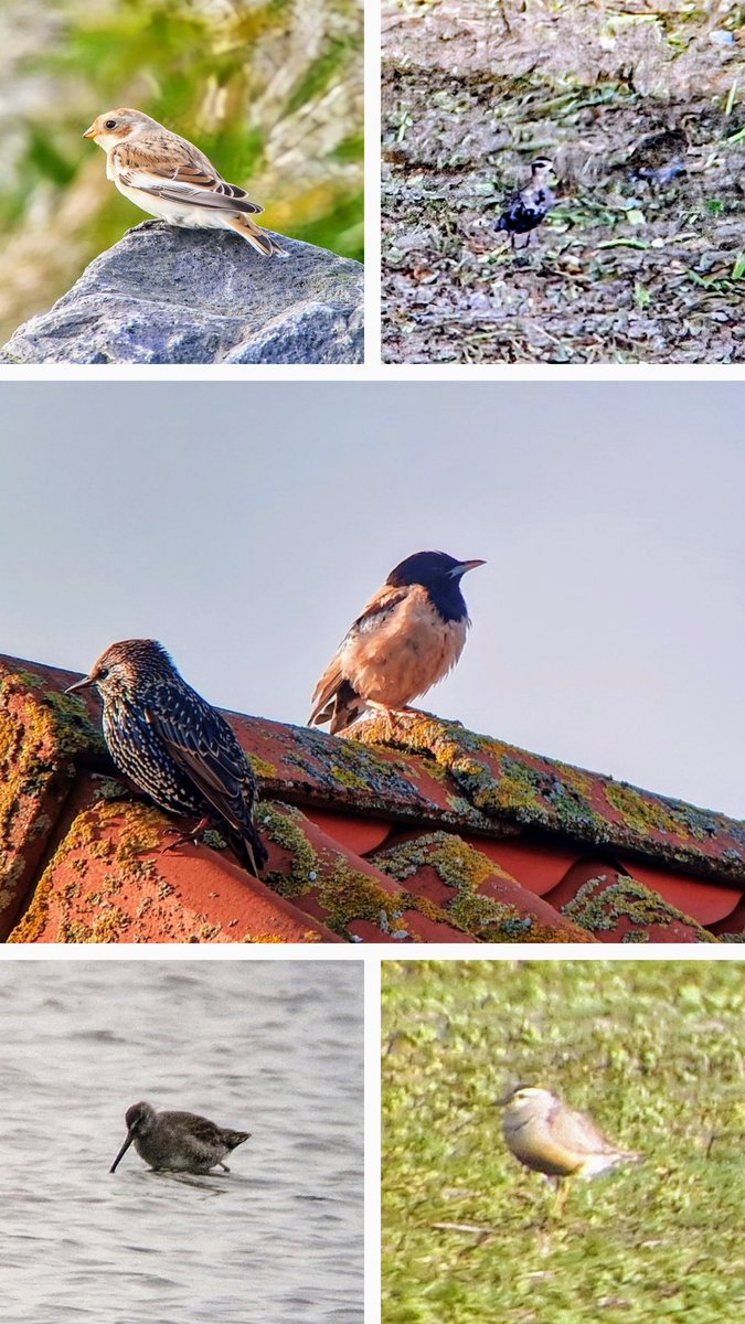 Vele zeldzaamheden op het  <a href="/dutchbirding/">Dutch Birding</a>-vogelweekend, waaronder deze sneeuwgors, Amerikaanse goudplevier, roze spreeuw, grote grijze snip en morinelplevier. Dank aan <a href="/natuurdigitaal/">Marc Plomp</a> voor het vervangende onderdeel van mijn telescoop. Fraaie nachtkijkers trouwens! <a href="/HBrand10/">H vd brand</a>