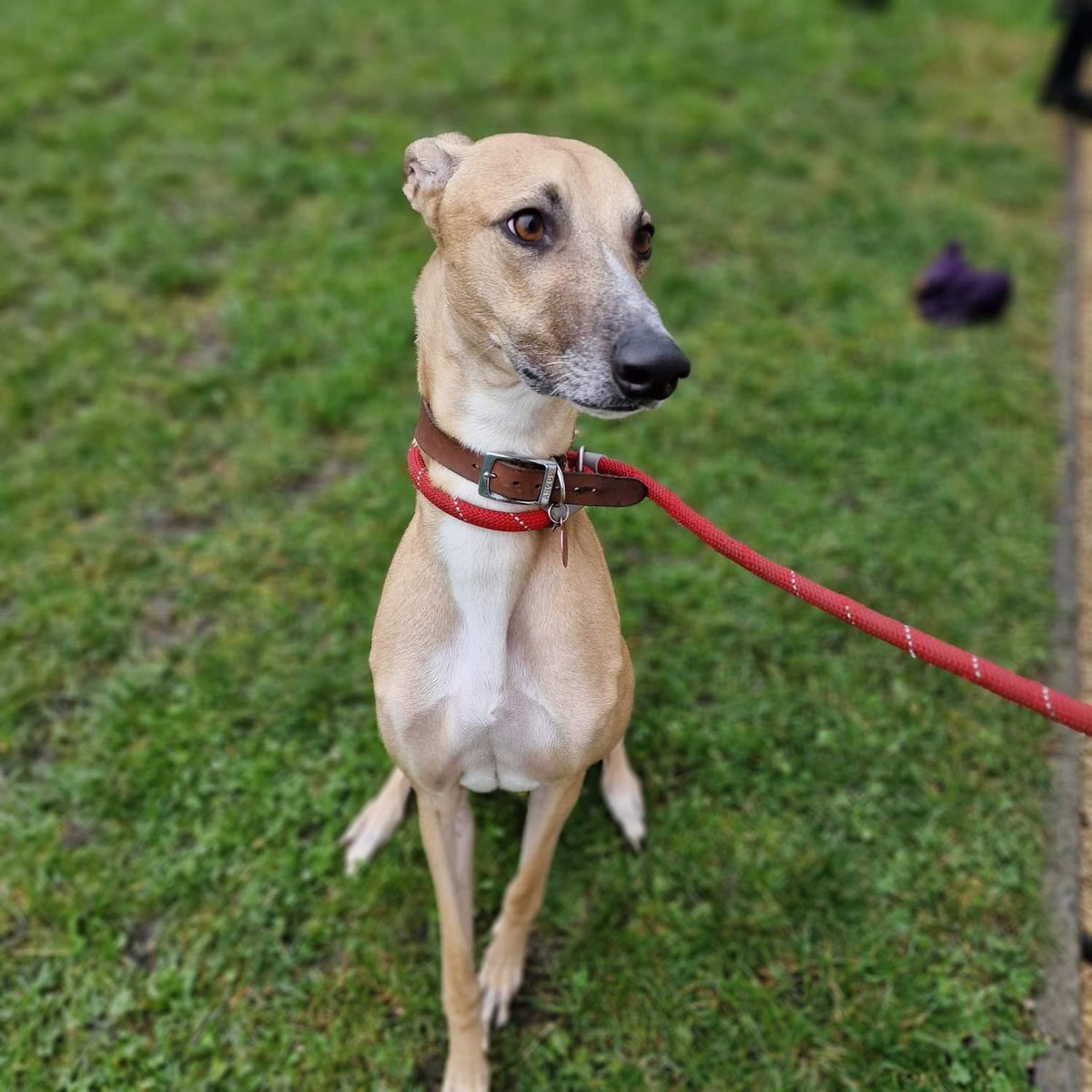 Freddy, 3 years 11 months old, Male, Lurcher
I’m a very friendly and loving boy who gets along with everyone who I meet. I love going for walks and running around in the pen with teddies! I could possibly live with other dogs but no children. strayaid.org.uk