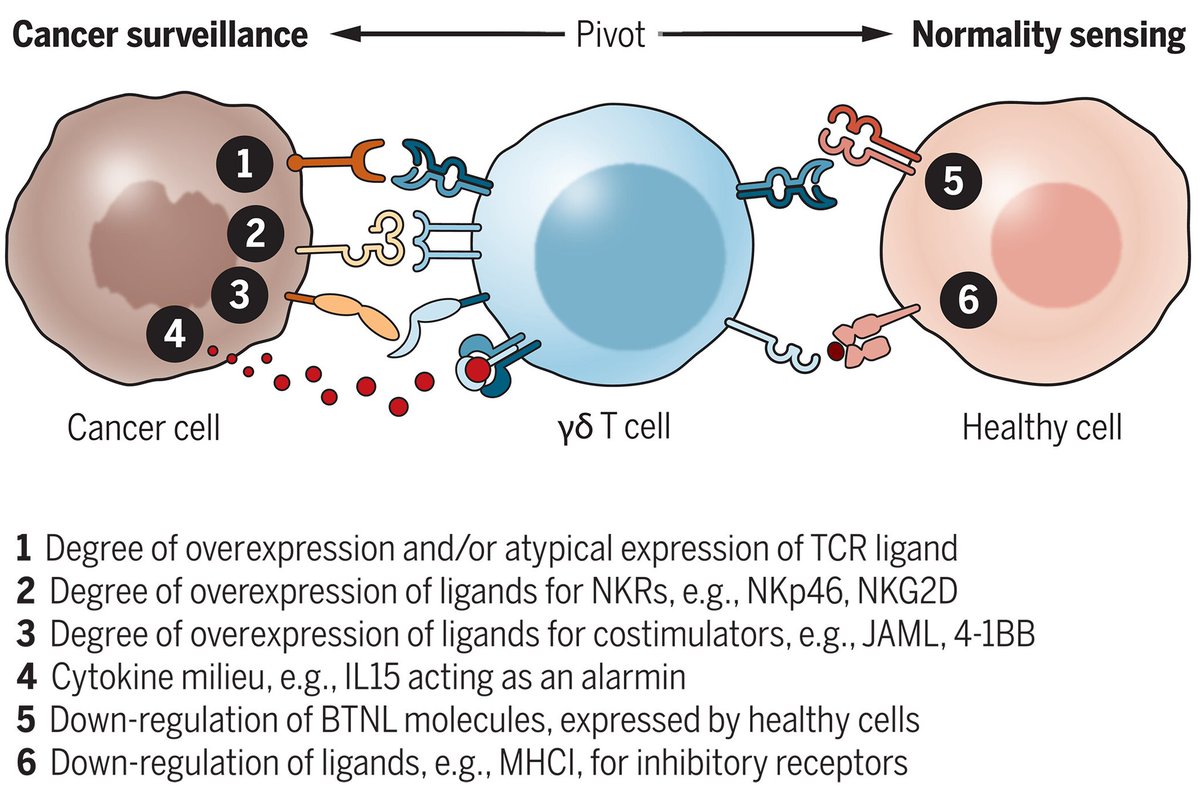 ScienceMagazine's tweet image. γδ T cells are a unique population of immune cells that can recognize and kill tumors. 

A new #ScienceReview explores current research efforts focused on how γδ cells naturally discriminate cancers from healthy tissues. bit.ly/4gUAfwT