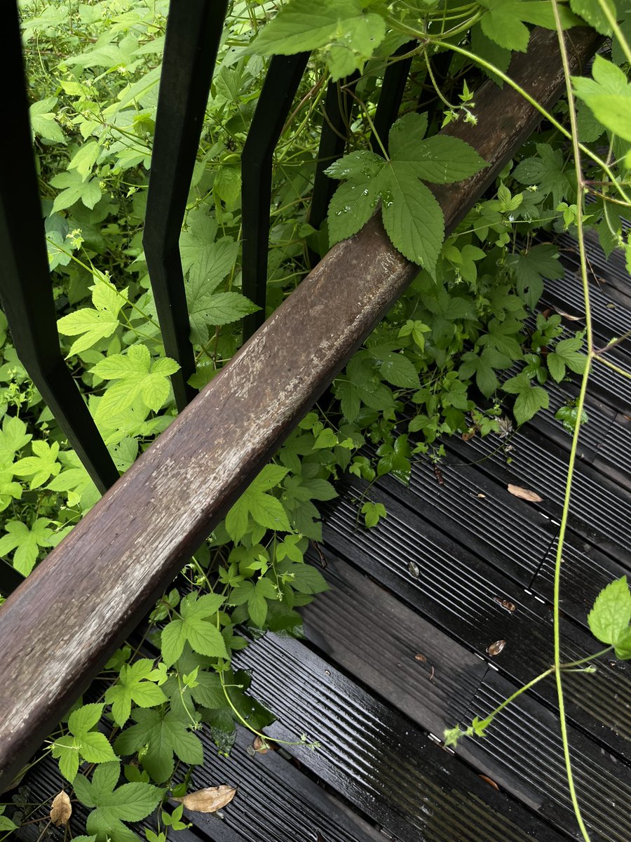 capper20000603's tweet photo. 🍃 https://t.co/sdEAEXb7Wn