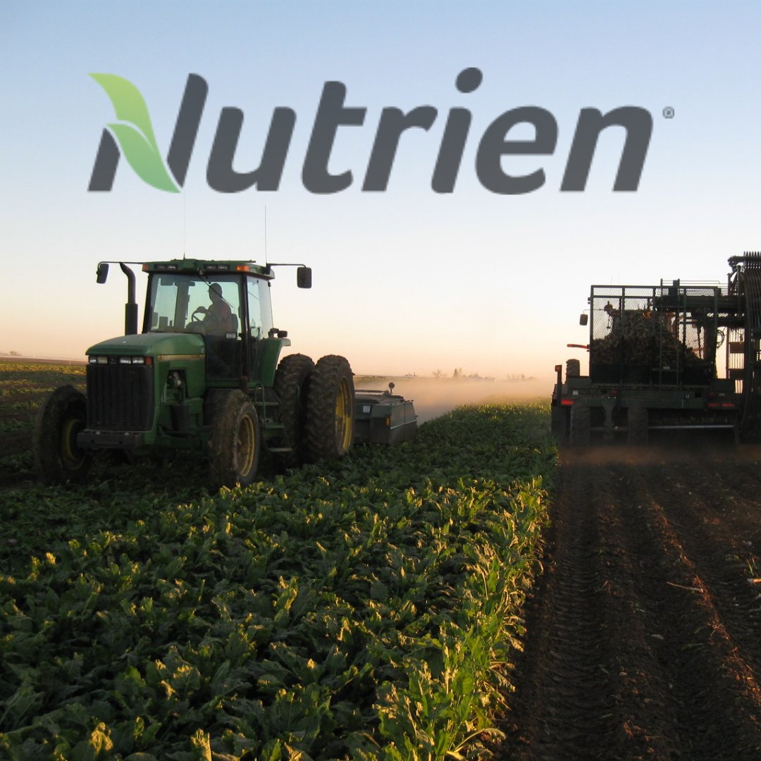 asbg's tweet photo. Alberta Sugar Beet Growers is thankful to Nutrien Ag @NutrienAgRetail, one of our gold-level sponsors for supporting sugar beet production in Canada! Your support makes amazing harvest like this one possible #ABSugar22 #CanadianAgriculture #SugarBeets #NutrienAg https://t.co/7BoufcFwYn