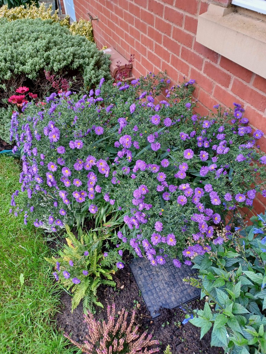 Plenty of flowers on this one right now 😁 wishing you all a pleasant Sunday! 🤓