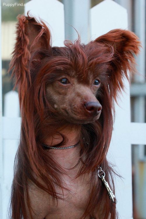 • 𝔉𝔩𝔬𝔦𝔡𝔦 𝔱𝔥𝔢 𝔯𝔞𝔱 𝔞𝔫𝔤𝔢𝔩 • tweet media