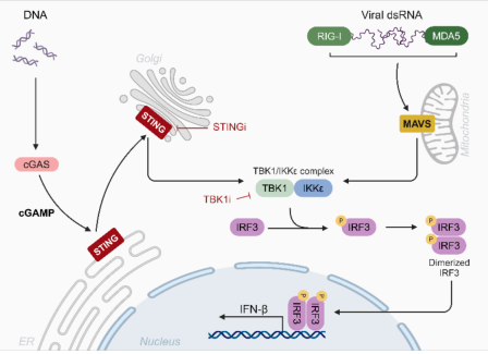 By impeding mRNA translation, SubAB precipitates the downregulation of Tax1-binding protein 1 to unleash TANK-binding kinase 1 signaling associated with STING activation
biorxiv.org/content/10.110…