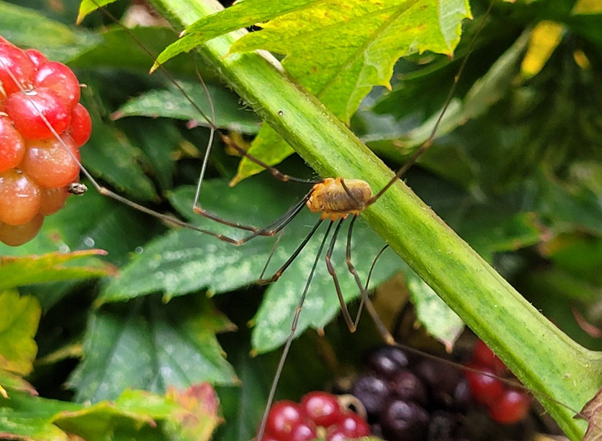 Karoline77's tweet photo. Tuinontmoetingen 
#herfst https://t.co/taRPrzB1aJ