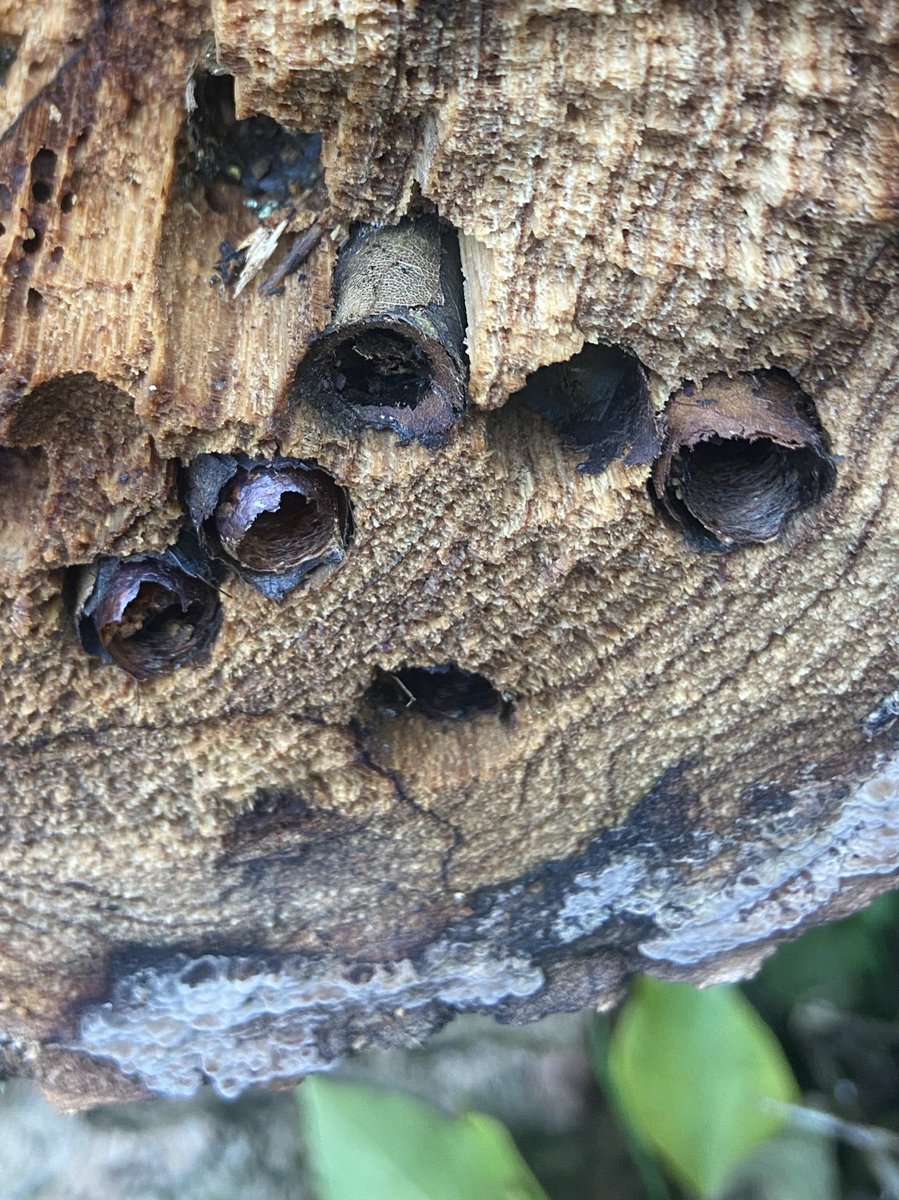 juliet_turner6's tweet photo. This willow tree was felled recently and looking at the logs today I saw all these burrows. Anyone know what created them? Bees?
#entomology #insectID
📍 Oxford, U.K. https://t.co/8qP9dKBRC8