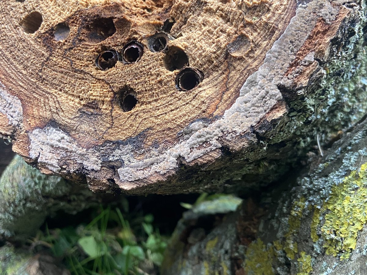 juliet_turner6's tweet photo. This willow tree was felled recently and looking at the logs today I saw all these burrows. Anyone know what created them? Bees?
#entomology #insectID
📍 Oxford, U.K. https://t.co/8qP9dKBRC8