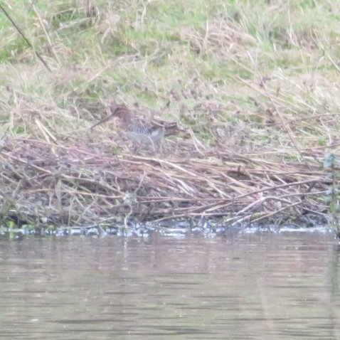 9 Swallows, 5+ distant Snipe, 3 Chiffchaffs and 2 Stonechats were the best of the autumn fayre on the Redbournbury to Gorhambury patch today. #hertsbirds