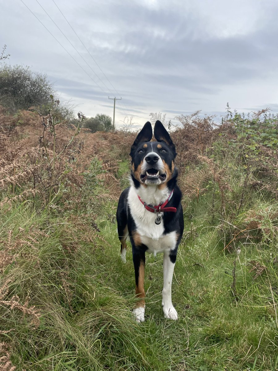 We’ve been for walkies 🐾🐾❤️