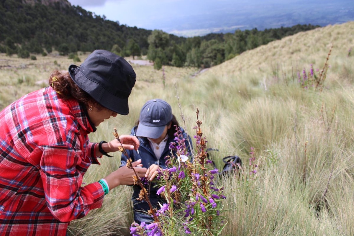 Paco Ornelas (@pacoornelas8) on Twitter photo Now accepted! “Genetic structure and potential hybridization between populations of two Penstemon species” for publication in <a href="/BotJLinnSoc/">Botanical Journal of the Linnean Society</a> | First paper of <a href="/samantha933/">sam de los santos</a> doctoral thesis | Photo © Samantha de los Santos Now accepted! “Genetic structure and potential hybridization between populations of two Penstemon species” for publication in <a href="/BotJLinnSoc/">Botanical Journal of the Linnean Society</a> | First paper of <a href="/samantha933/">sam de los santos</a> doctoral thesis | Photo © Samantha de los Santos