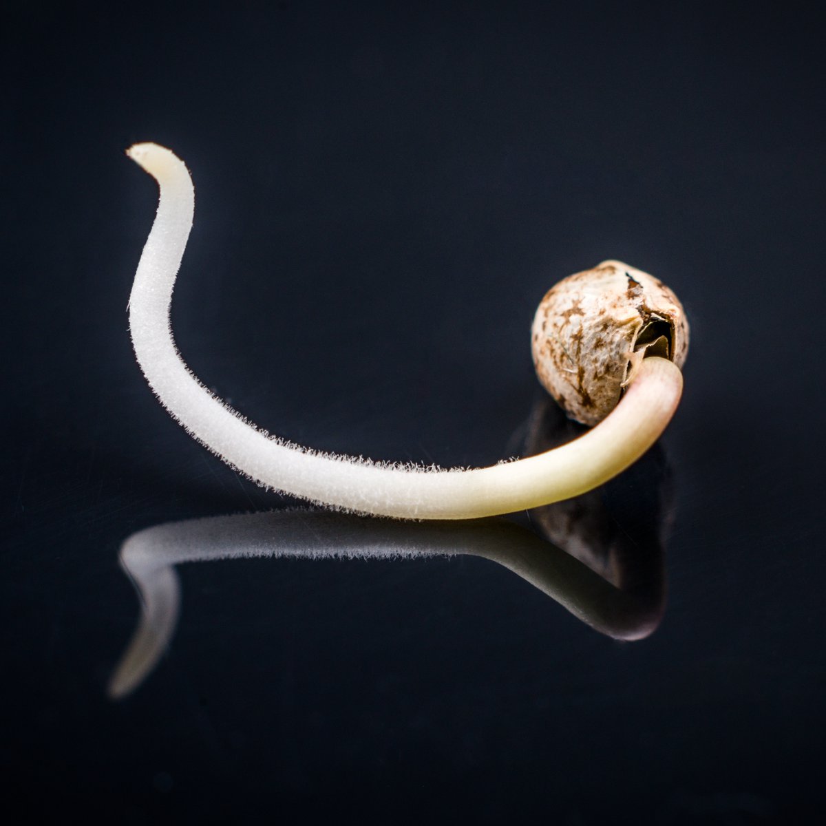 🎉 Sunday Giveaway Time! 🎉 Time To Grow 😆
We’re giving away: 
💎 1x Indigo Sapphire (5 feminized seeds) 
🌞 1x Sun-OF-A-Peach (5 feminized seeds) 
🌀 Anesia Grinder
👕 Anesia Merch

🚨 Rules to enter: 
1️⃣ Follow <a href="/SeedsAnesia/">Anesia Seeds genetics</a>
2️⃣ Tag 3 friends 👥
3️⃣ Like + Retweet this post 🔁