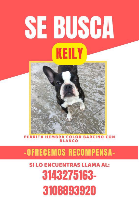 julibmoya's tweet photo. Por favor ayúdenme!!! En Bogotá se robaron a estas dos hermosuras y su familia está desesperada buscándolos. AYÚDENME CON RT @MONYRODRIGUEZOF @EsmeHernandezSi https://t.co/TMNnIDiFdM