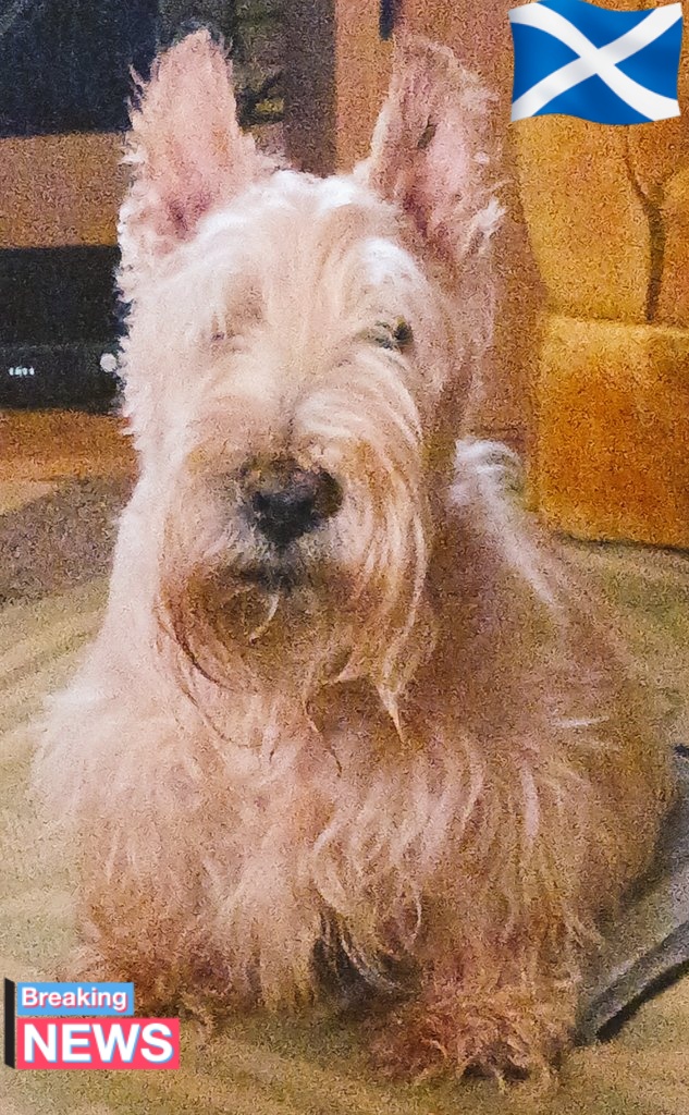 Bizz Macc (@bizzmacc) on Twitter photo South Carolina Emergency Management Division confirms several earthquakes in the Upstate
(I should have known <a href="/GusMacST/">Angus MacQuarrie</a> barked as he's always done, and he's actually the quietest Scottie ever but will always ⚠️ on earthquakes)
wyff4.com/article/multip… South Carolina Emergency Management Division confirms several earthquakes in the Upstate
(I should have known <a href="/GusMacST/">Angus MacQuarrie</a> barked as he's always done, and he's actually the quietest Scottie ever but will always ⚠️ on earthquakes)
wyff4.com/article/multip…