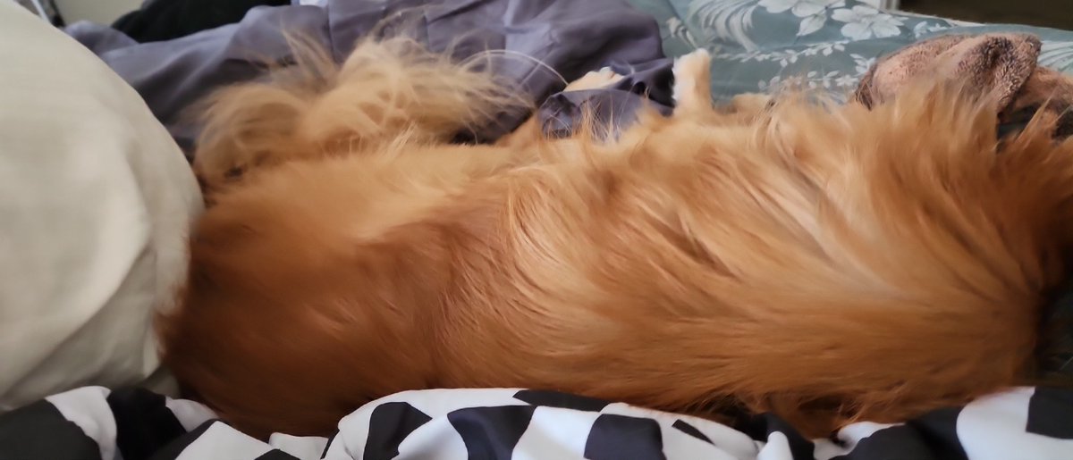 princesshoped's tweet image. I'm grateful..I have my own place but because of what I've been through this year it's hard to keep food and I'm having to pay for meds I can't afford
Please help us eat
$princesshoped cashapp 
@princesshoped venmo 
PayPal hoped@alumni.lsu.edu