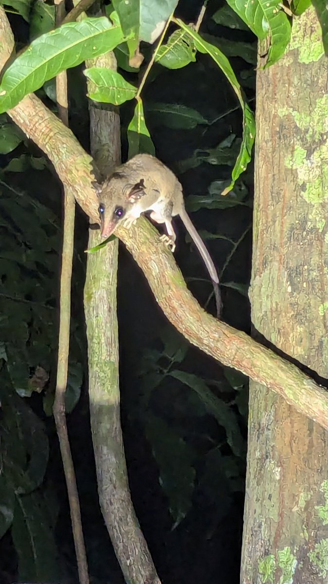 Mammal blast (bats included 😏) in French Guiana with <a href="/freddelsuc/">Frédéric Delsuc</a> and @HautierLionel <a href="/isemevol/">isem</a>