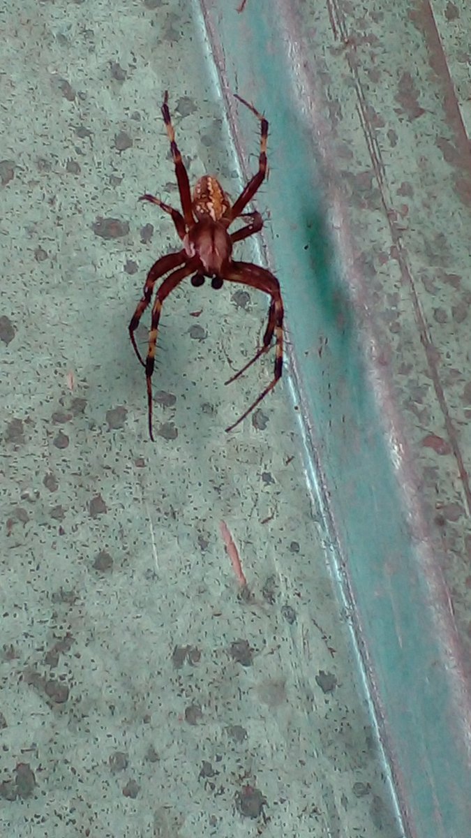 krakenkr's tweet photo. @Arachno_Cosas Hola... La encontré en una de las puertas, y quiero saber si es de peligro para las personas y mis gatos y perros que viven conmigo. Gracias. https://t.co/NfcapC29GD