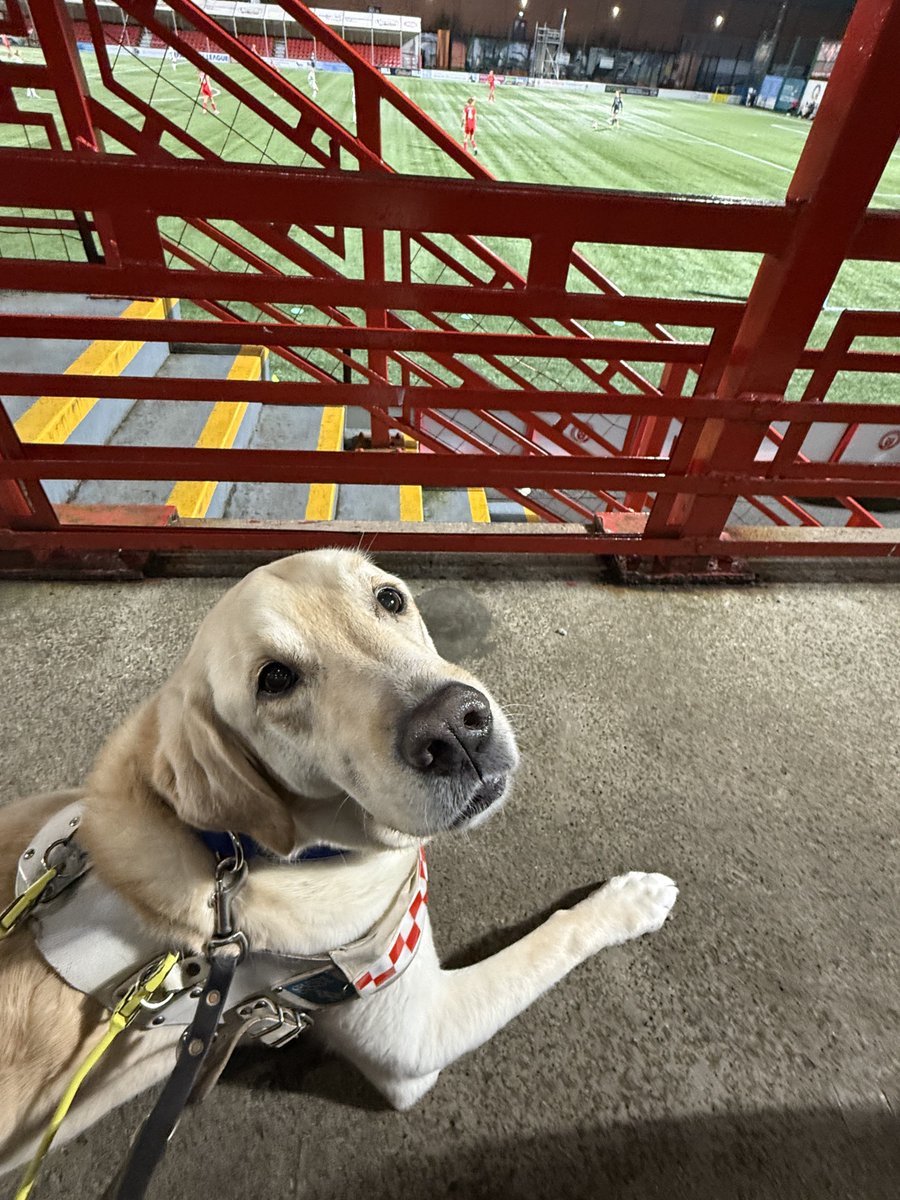 JonAttenborough's tweet image. ⚽️ The first dog to visit all 42 SPFL stadiums 🏟️ 🦮
