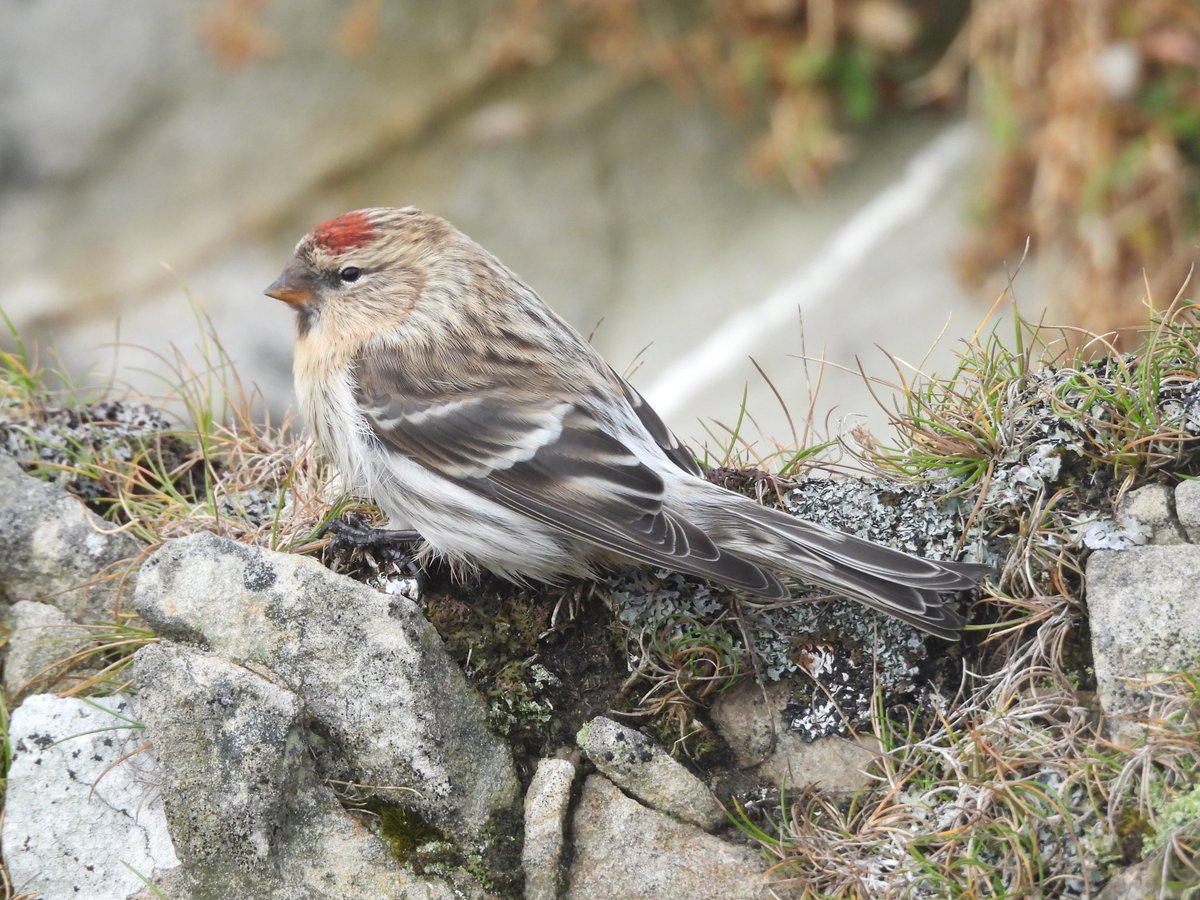 Luke Marriner (@lukemarriner_1) on Twitter photo Nice birding around <a href="/FI_Obs/">Fair Isle Bird Observatory</a> the last week or so, still Yellow-Browed Warblers arriving adding to many that are already in the UK, this Arctic Redpoll and a cracking Shorelark today adding to the wintery feel. <a href="/BirdGuides/">BirdGuides</a> Nice birding around <a href="/FI_Obs/">Fair Isle Bird Observatory</a> the last week or so, still Yellow-Browed Warblers arriving adding to many that are already in the UK, this Arctic Redpoll and a cracking Shorelark today adding to the wintery feel. <a href="/BirdGuides/">BirdGuides</a>