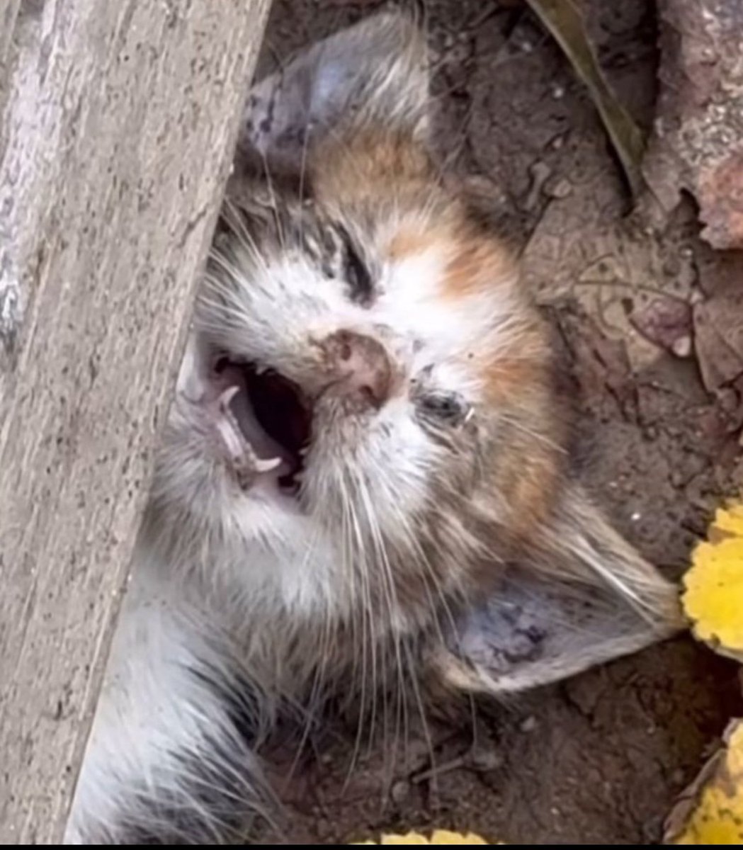 Bu yavrunun ahı yaksın kavursun hepinizi bu yaptıklarınız yanınıza kalmaz gün olur devran döner.Allah var Allah vicdansızlar.
#ümraniyedeKatliamVar
#TürkiyedeKatliamVar