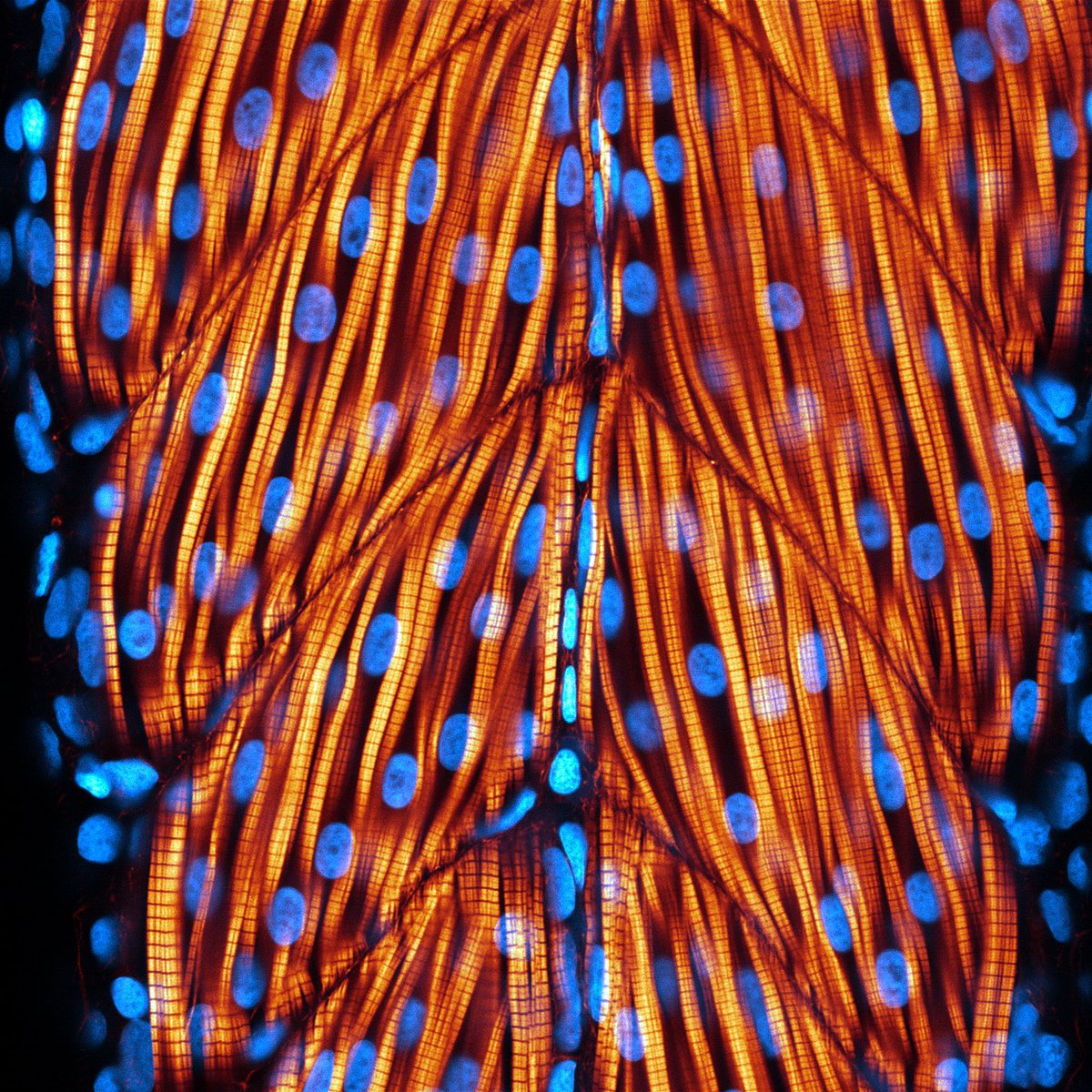 Optical section through the somites of a two-day old zebrafish tail. Credit to @KarinPanser. #ZebrafishZunday