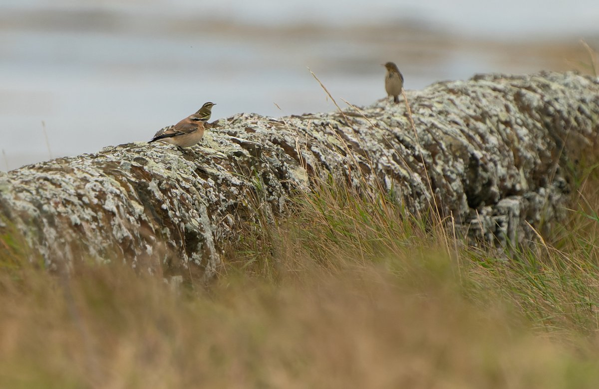 Jake Gearty (@jake_gearty) on Twitter photo Stronsay was fun, exhausting but fun. Although the 'mega' alluded <a href="/DJLbirding/">Drew Lyness</a> and I. We came away with a plethora of 25+ Yellow-browed Warbler, 2x Barred Warbler, a few Siberian Chiffchaff and equal number Blythi type Lesser Whitethroat. Stronsay was fun, exhausting but fun. Although the 'mega' alluded <a href="/DJLbirding/">Drew Lyness</a> and I. We came away with a plethora of 25+ Yellow-browed Warbler, 2x Barred Warbler, a few Siberian Chiffchaff and equal number Blythi type Lesser Whitethroat.