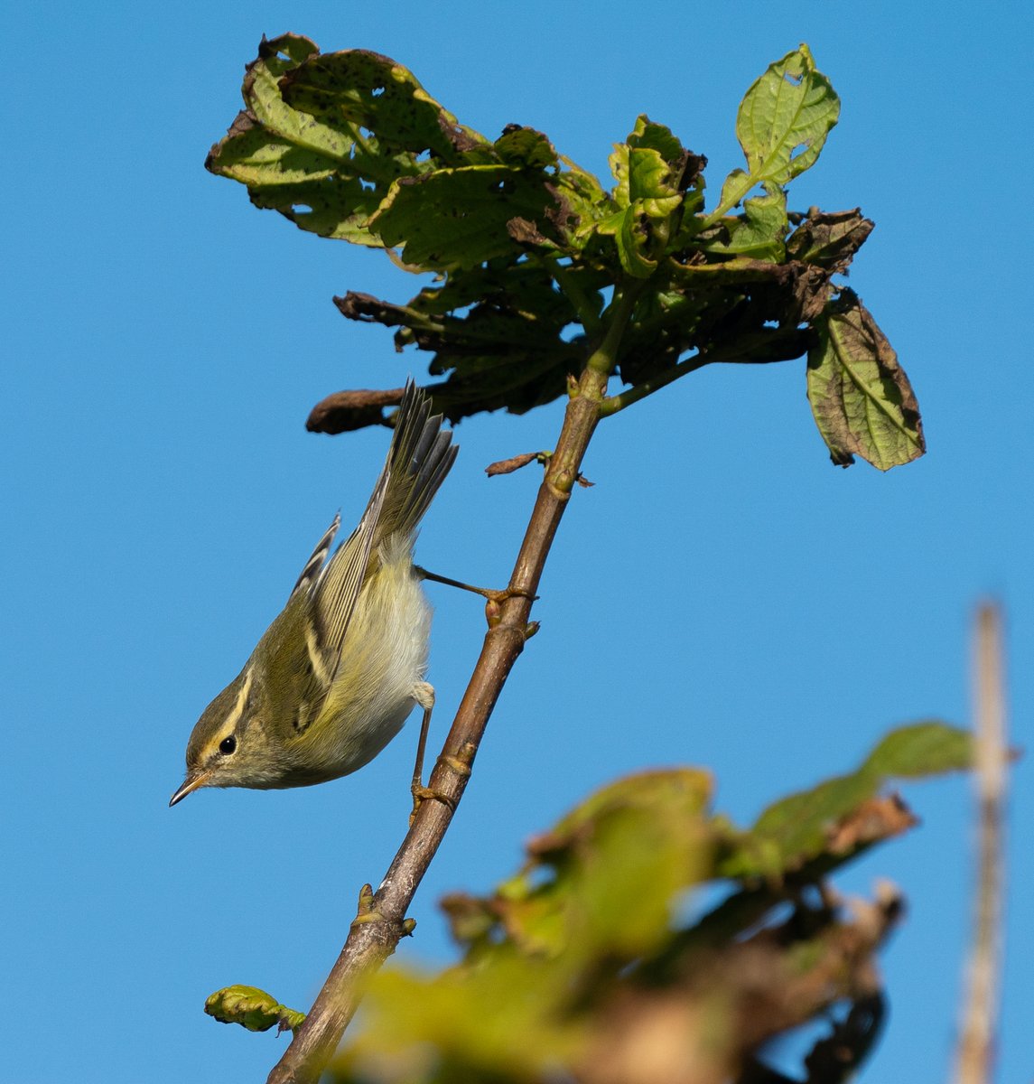 Some excellent views of Yellow-browed Warblers were obtained on Stronsay after a couple poor years its been nice to have these iconic autumnal warblers being the most abundant Warbler species observed during our time on Stronsay.
