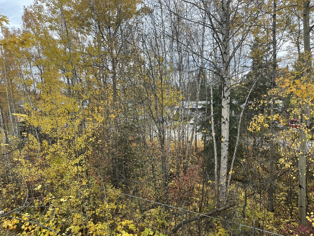 ChristineYH's tweet image. Today’s #patiopic. Whoa. That took no time. The leaves are almost gone and I had a turkey dinner at a friend’s place last night. Giving thanks. #longweekend #falltime 🍁❤️