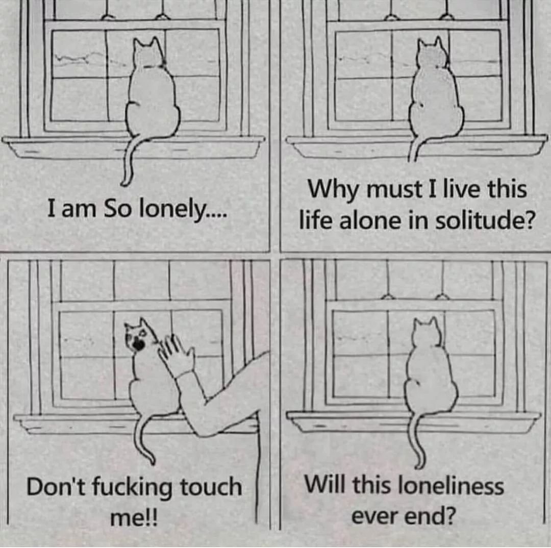 Punch Cat (@punchingcat) on Twitter photo 