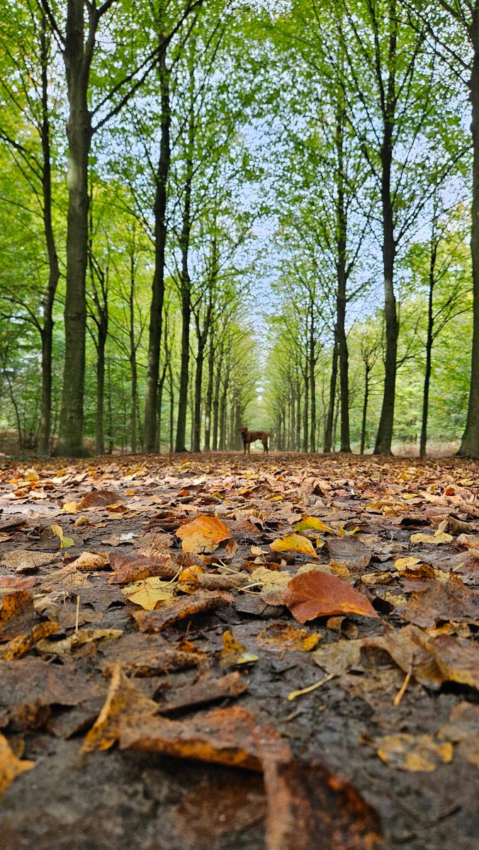 Ik hou van de #herfst, is t een ree of toch een 🐕😉?