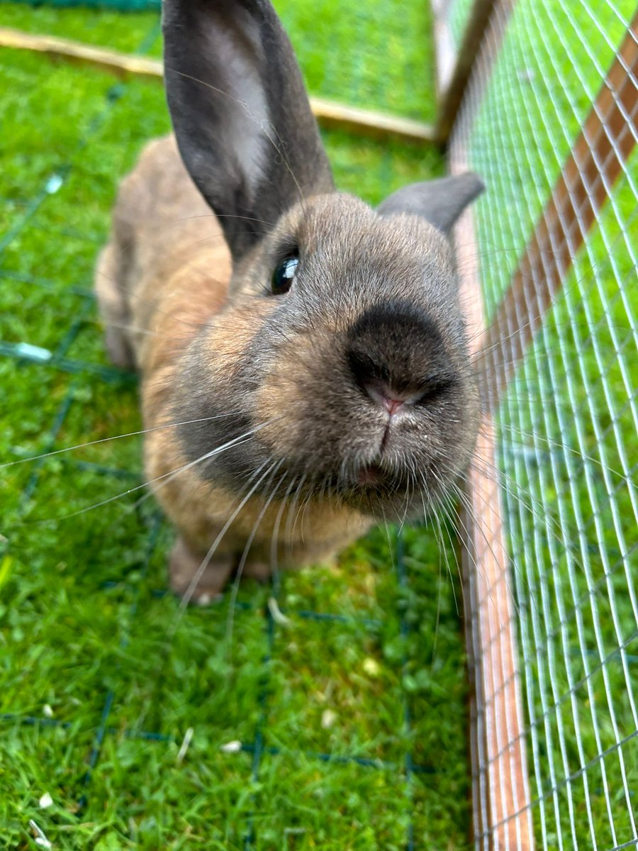 cotsdogscats's tweet photo. Handsome Hank desperately needs a friend!!
This gorgeous bun is feeling quite lonely and hopes to find a companion to bond with soon π°π°
If you have the perfect bunny friend, then don't make him wait any longer...
https://t.co/c0MmBeyaOP
#RescueRabbit #SmallFurries https://t.co/hN8xU91wgx