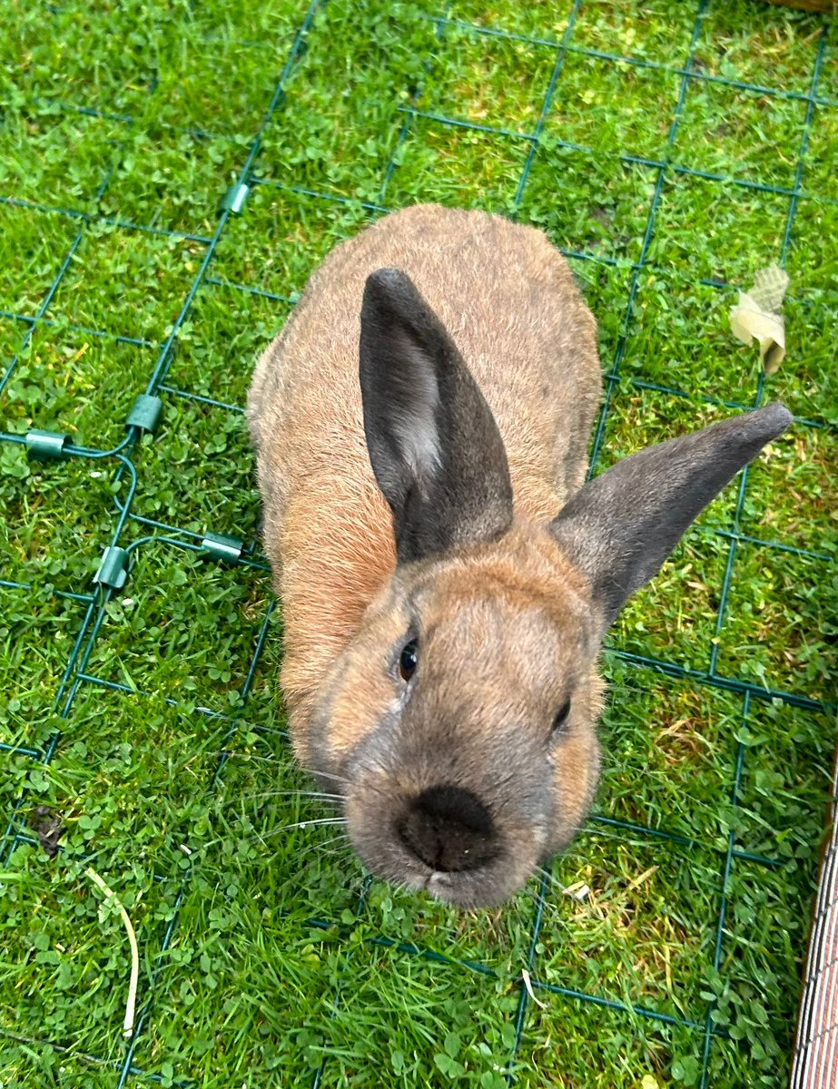 cotsdogscats's tweet photo. Handsome Hank desperately needs a friend!!
This gorgeous bun is feeling quite lonely and hopes to find a companion to bond with soon π°π°
If you have the perfect bunny friend, then don't make him wait any longer...
https://t.co/c0MmBeyaOP
#RescueRabbit #SmallFurries https://t.co/hN8xU91wgx